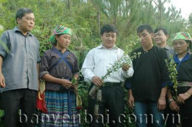 Đồng chí Giàng A Tông - Chủ tịch UBND huyện Mù Cang Chải kiểm tra tình hình sản xuất tại xã La Pán Tẩn.