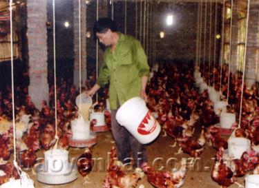 Người dân cần chủ động chăm sóc và bảo vệ đàn gia súc, gia cầm của gia đình trước diễn biến phức tạp của dịch bệnh. (ảnh minh họa)

