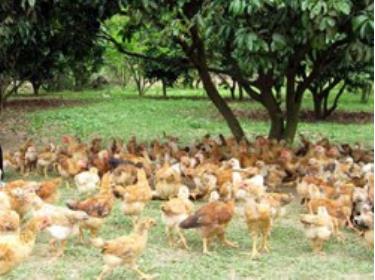 Dịch cúm gia cầm H5N1 đã được dập tắt và chưa phát hiện virus cúm H7N9 tại Việt Nam.