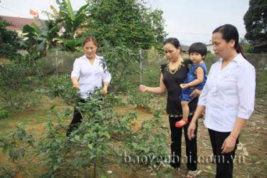 Lãnh đạo Chi hội Phụ nữ xã Âu Lâu thăm mô hình trồng chanh tứ thời của hội viên.