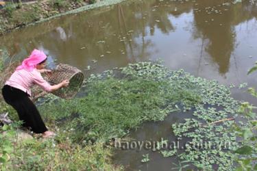 Người dân xã Nghĩa Phúc tận dụng diện tích ao, hồ phát triển chăn nuôi thủy sản, tăng thu nhập gia đình.