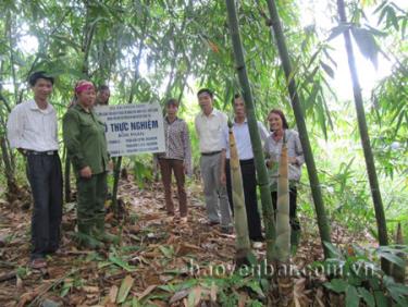 Đầu tư thâm canh tốt, năng suất măng Bát Độ có thể đạt 36tấn/ha.