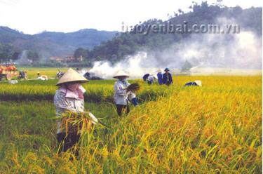 Nông dân xã Đại Phác, Văn Yên thu hoạch lúa mùa. (Ảnh: Thanh Miền)