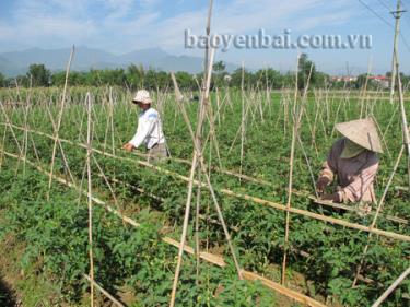 Mô hình trồng cà chua cho thu nhập cao của nông dân phường Tân An.