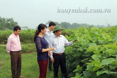 Đồng chí Hoàng Xuân Nguyên – Phó chủ tịch UBND tỉnh (người thứ nhất bên phải) kiểm tra việc mở rộng diện tích trồng dâu nuôi tằm tại thôn Lan Đình.