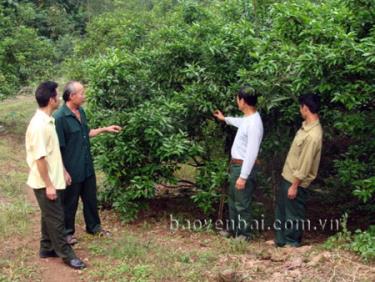 Lãnh đạo Hội Cựu chiến binh xã thăm mô hình trồng cam.
