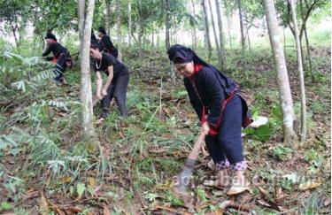 Đồng bào Dao thôn Giàng Cài, xã Nậm Lành phát dọn thực bì phòng, chống cháy rừng.
