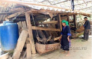 Chăn nuôi trâu, bò giúp nhiều hộ dân ở vùng cao thoát nghèo.
