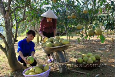 Người dân xã Đại Minh thu hoạch bưởi. (Ảnh: Thanh Miền)