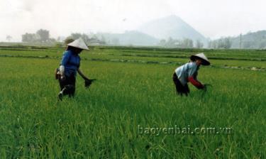 Đồng bào Thái xã Tú Lệ (Văn Chấn) chăm sóc cây lúa vụ đông xuân.
