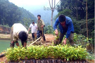 Nông dân huyện Trấn Yên chuẩn bị cây giống phục vụ công tác trồng rừng.
