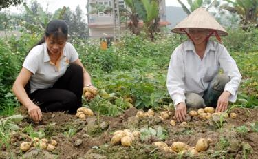 Năng suất từ khoai tây mang lại cho bà con nông dân Yên Hợp trung bình đạt từ 5-6 tạ/sào.