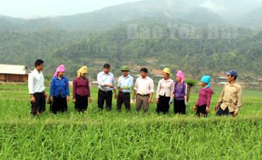 Cán bộ Phòng Nông nghiệp và Phát triển nông thôn huyện Trạm Tấu thăm đồng, hướng dẫn người dân xã Hát Lừu cách phòng trừ sâu bệnh.