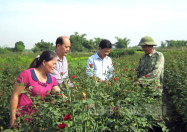 Một mô hình trồng hoa cho hiệu quả kinh tế cao trên địa bàn thành phố.
