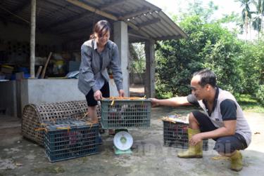 Hai vợ chồng anh Nguyễn Ngọc Linh cân gà trước khi đi giao cho nhà hàng.