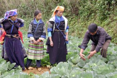 Trong những năm qua, đồng bào vùng cao Mù Cang Chải được quan tâm hỗ trợ về kiến thức KHKT trong nuôi trồng.