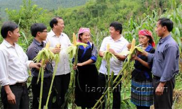 Lãnh đạo huyện Mù Cang Chải chia sẻ niềm vui với bà con người Mông về thành công trong việc đưa giống ngô mới vào trồng.