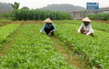 Nhóm sản xuất rau an toàn thôn Yên Hòa mong muốn mang đến tay người tiêu dùng những sản phẩm rau an toàn nhất.