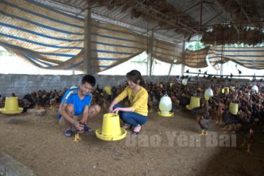 Mô hình chăn nuôi gà của gia đình anh Nguyễn Tử Long ở thôn 1, xã Báo Đáp.