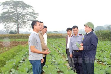 Lãnh đạo ngành Nông nghiệp và Phát triển nông thôn thực tế mô hình sản xuất rau an toàn tại xã Âu Lâu, thành phố Yên Bái. (Ảnh: Minh Huyền)