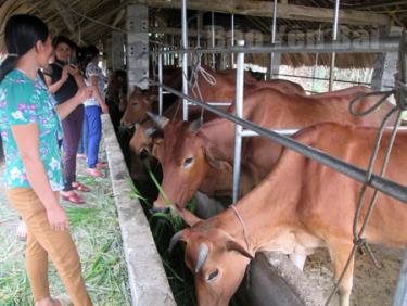 Dự án Chăn nuôi trâu, bò sinh sản đã giúp nhiều hội viên nông dân huyện Lục Yên thoát nghèo.