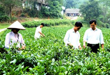 Nhân dân xã Bảo Hưng (Trấn Yên) thu hoạch chè Bát tiên.