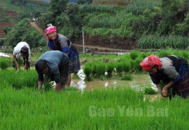 Bà con người Mông xã La Pán Tẩn thâm canh, tăng vụ lúa nước.
