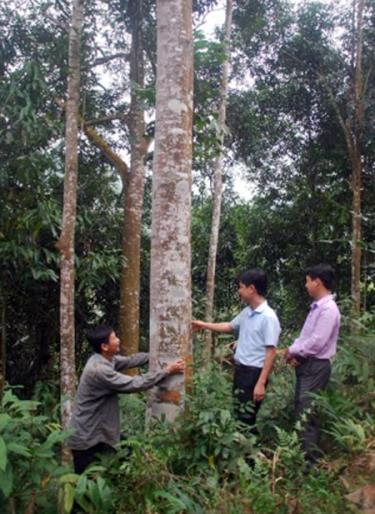 Nhờ các nguồn vay ưu đãi, nhiều hộ dân ở xã An Lương (Văn Chấn) đã tiếp cận được nguồn vốn để đầu tư trồng quế cho thu nhập cao.