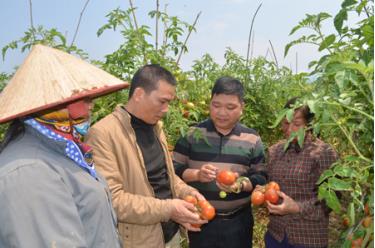 Kiểm soát viên HTX Nông sản sạch Phù Nham hướng dẫn hội viên chăm sóc, thu hái cà chua.