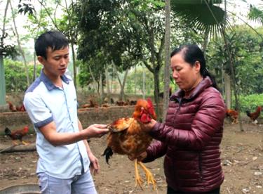 Nhờ chuyển diện tích chuồng trại chăn nuôi lợn sang nuôi gà ri lai thả vườn, năm 2017 gia đình anh Đỗ Quốc Nam, thôn Chăn Nuôi, xã Xuân Ái thu về trên 100 triệu đồng.