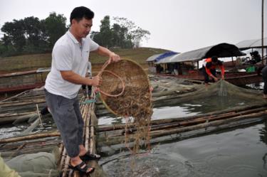 Nuôi tôm trên hồ Thác Bà đang là tiềm năng, thế mạnh hứa hẹn mang lại hiệu quả kinh tế cao.