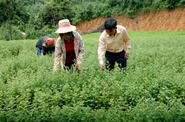 Cán bộ kỹ thuật Ban quản lý rừng phòng hộ Mù Cang Chải kiểm tra vườn ươm giống cây Sơn tra.