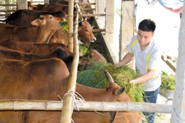 Đề án tái cơ cấu ngành nông nghiệp thúc đẩy phát triển chăn nuôi hàng hóa trong nhân dân Văn Yên.