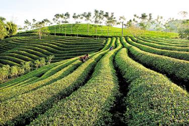 Tỉnh Yên Bái có vùng nguyên liệu chè rộng lớn nhưng vẫn gặp những khó khăn trong liên kết chế biến và tiêu thụ sản phẩm.