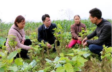 Lãnh đạo huyện Trấn Yên thăm vùng trồng dâu xã Việt Thành.