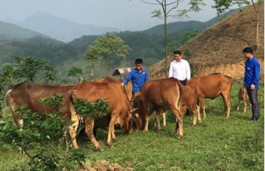 Một mô hình phát triển chăn nuôi bò của ĐVTN xã Cảm Nhân (Yên Bình) cho hiệu quả kinh tế cao.