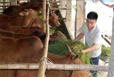 Anh Nguyễn Văn Được chăm sóc đàn bò của gia đình.
