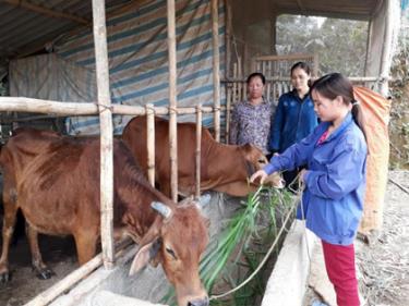 Cặp bò nái của chị Ngô Thị Nghĩa, ở thôn Làng Mấy chuẩn bị sinh thêm lứa thứ 2.