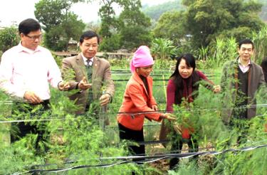 Lãnh đạo thị xã Nghĩa Lộ kiểm tra mô hình sản xuất của người dân xã Nghĩa An.