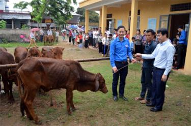 Lãnh đạo đại diện Báo Tuổi Trẻ và Tỉnh đoàn Yên Bái trao bò cho các hộ dân bị ảnh hưởng thiên tai.