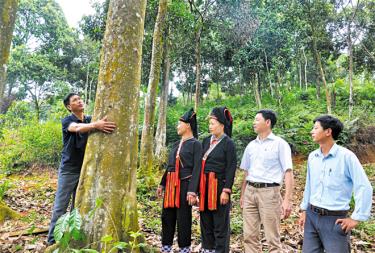 Người dân xã Viễn Sơn, huyện Văn Yên trao đổi kinh nghiệm về bảo tồn quế giống.