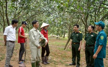 Mô hình trồng bưởi của gia đình Thôn đội trưởng Hoàng Văn Nam (thứ 3 trái sang) cho thu nhập cao.