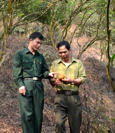 Mô hình trồng cam sành của gia đình cựu chiến binh Nguyễn Thanh Sơn ở thôn Làng Khương, xã Khánh Hòa.