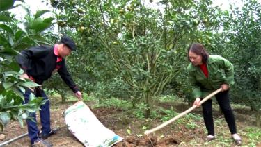 Người dân Văn Chấn chăm sóc cam theo tiêu chuẩn VietGAP.