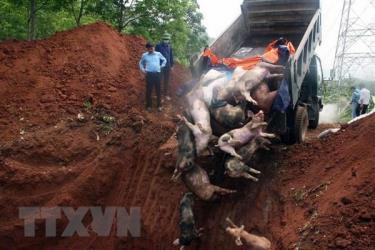 Tiêu hủy lợn trong vùng dịch. Ảnh minh họa.