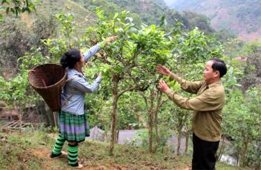 Dù còn nhiều khó khăn, vất vả song gia đình anh Vàng Sáy Tùng đã nuôi 3 người con học thành tài.
