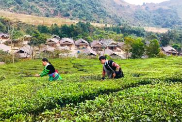 Người dân thôn Bu Cao chăm sóc chè Shan tuyết.