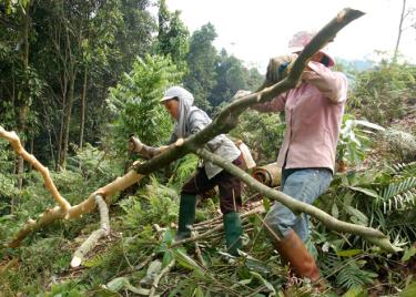 Năm 2019, Thường trực HĐND huyện sẽ giám sát việc triển khai và tổ
chức thực hiện Nghị quyết của HĐND huyện về kế hoạch phát triển kinh tế - xã hội. (Ảnh: Nông dân xã Đào Thịnh khác thác quế vụ ba)