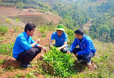 Hờ A Dì (giữa) chia sẻ kỹ thuật trồng chanh không hạt với cán bộ Đoàn xã.