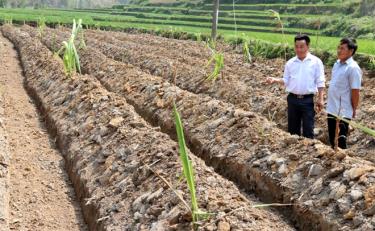 Từ trồng mía, gia đình anh Giàng A Lầu ở bản Trống Là có thêm thu nhập từ 30 - 40 triệu đồng/năm.